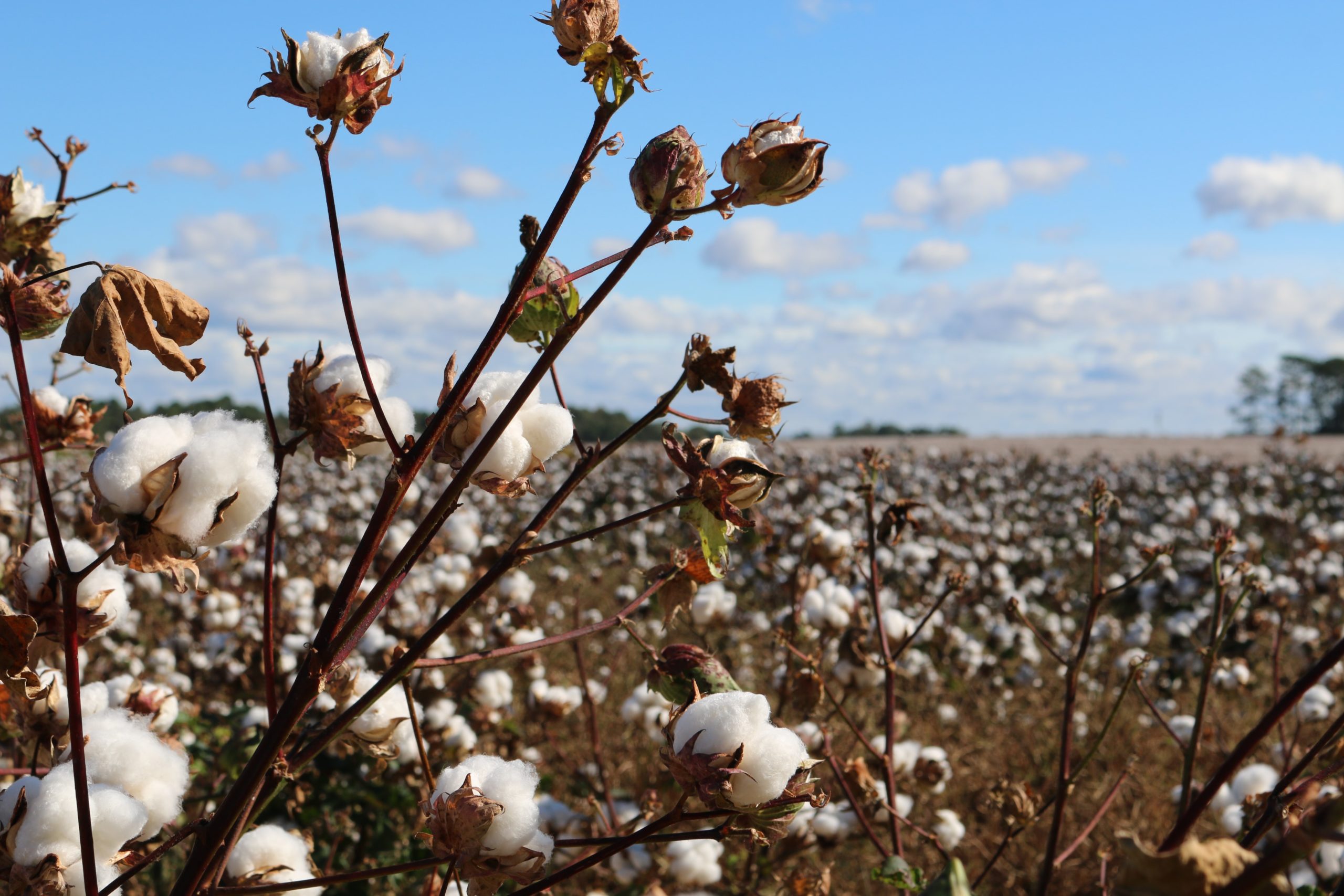 Why Turkish Cotton?